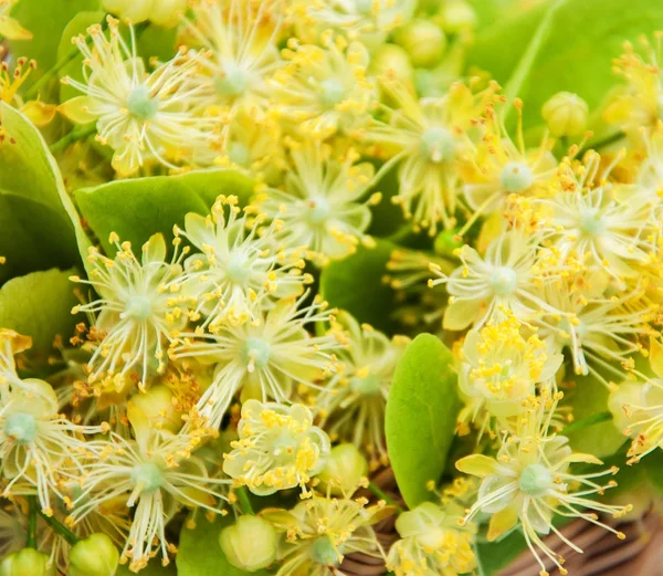 Basket with linden flowers — Stock Photo, Image