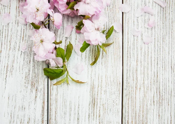 Fiore di sakura primaverile — Foto Stock