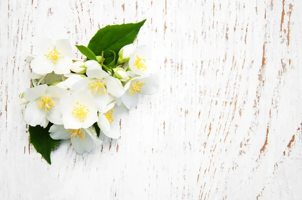 Frontiera con fiori di gelsomino — Foto Stock