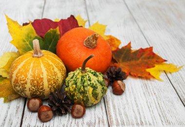 kabak ve yaprakları