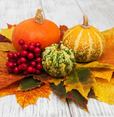 kabaklar ve yaprakları