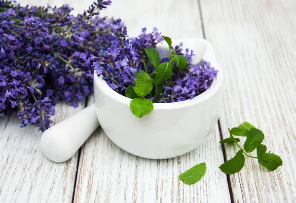 Bos van lavendel — Stockfoto