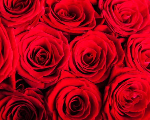 Естественные красные розы фон — стоковое фото