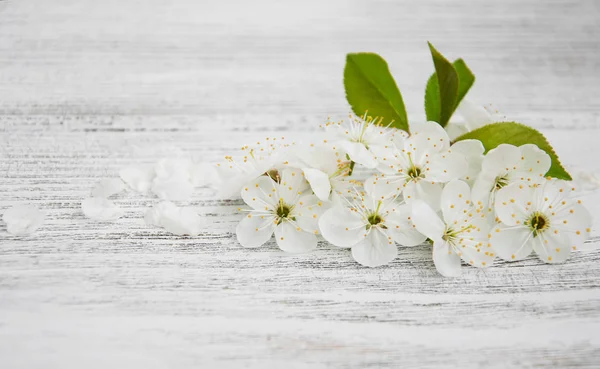 Flor de cerezo de primavera — Foto de Stock