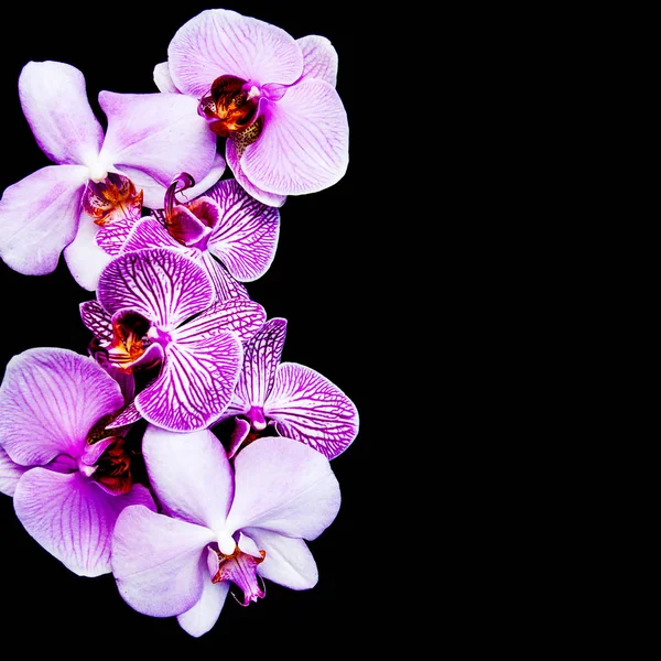 Pink orchids flowers — Stock Photo, Image