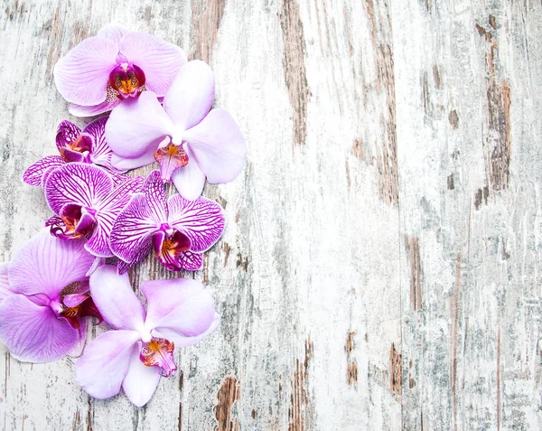 Flores de orquídeas rosa — Fotografia de Stock