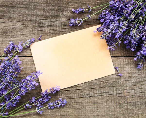 Bos van lavendel — Stockfoto