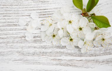 Bahar kiraz çiçeği