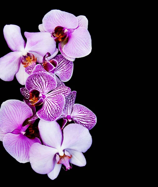 Pink orchids flowers — Stock Photo, Image