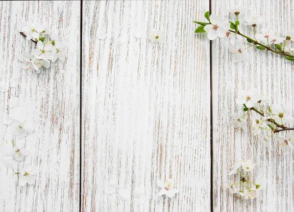 Våren körsbär blossom — Stockfoto