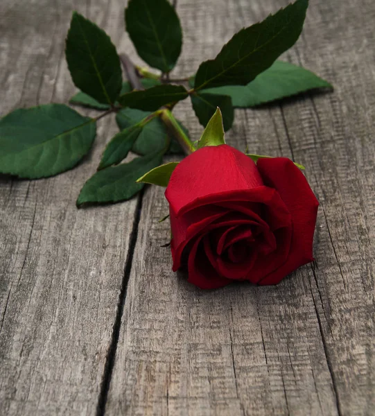 Rudá růže na stole — Stock fotografie