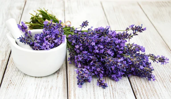 Bos van lavendel — Stockfoto