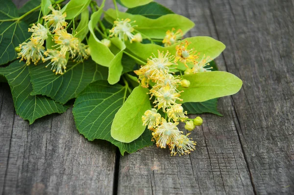 Linden flowers on the table — Stock Photo, Image