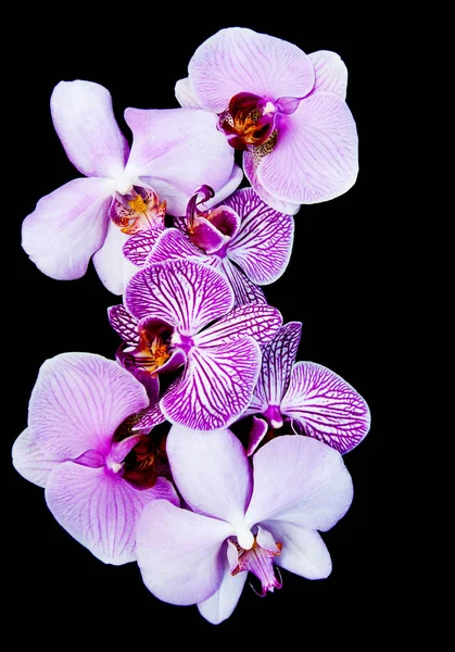 Pink orchids flowers — Stock Photo, Image