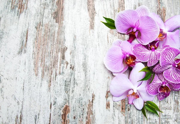 Flores de orquídeas rosa — Fotografia de Stock