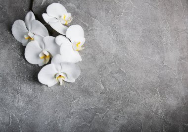 Beyaz Orkide cins gri taş 