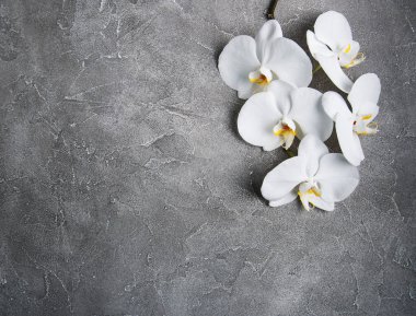 Beyaz Orkide cins gri taş 