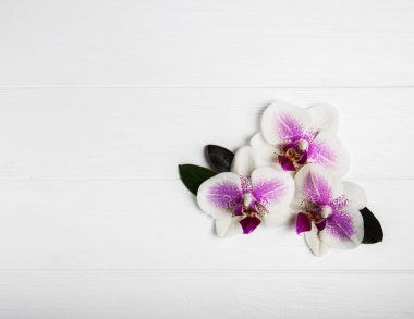 pembe orkide çiçek