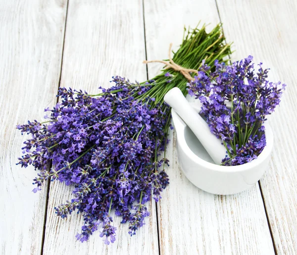 Bos van lavendel — Stockfoto