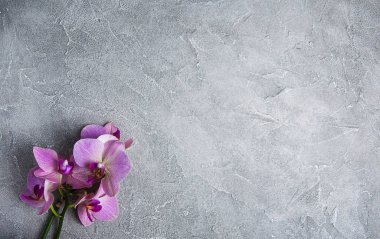 pembe orkide çiçek