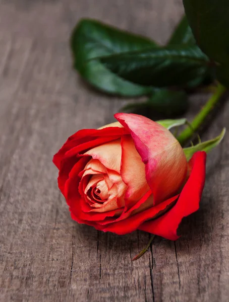 Rosa vermelha em uma mesa de madeira — Fotografia de Stock