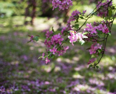 pembe bahar çiçeği
