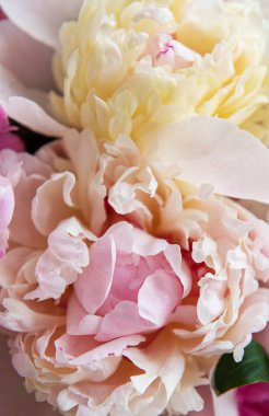 Bir nstural arka plan olarak pembe şakayık ile arka plan