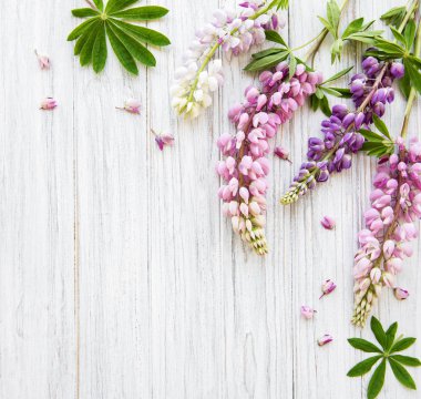 acı bakla pembe çiçekler