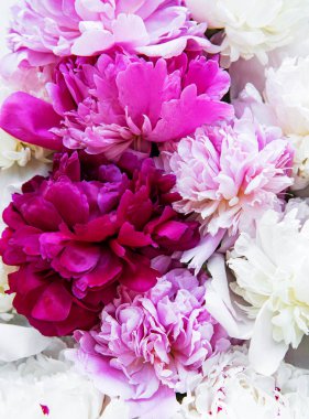 Bir arka plan olarak şakayık çiçekler