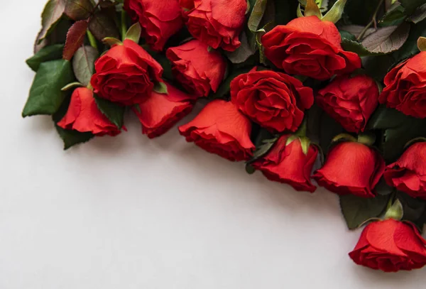 Rosas rojas sobre fondo blanco — Foto de Stock