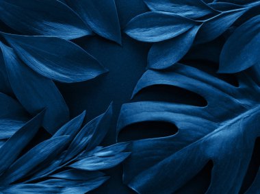 Tropikal yapraklar ve canavar yaprağı klasik mavi tonda.