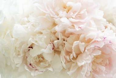 Bir arka plan olarak şakayık çiçekler