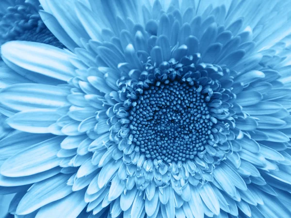 Gerbera textura fundo tonificado clássico azul cor — Fotografia de Stock