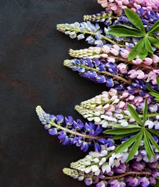 Pembe ve mor acı bakla çiçekler