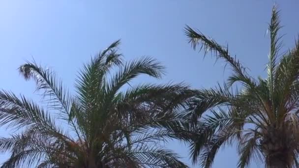Palmeira em movimento no vento — Vídeo de Stock