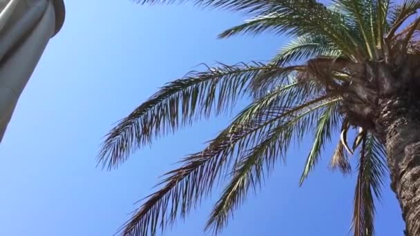 Palm Tree beweegt in de wind — Stockvideo