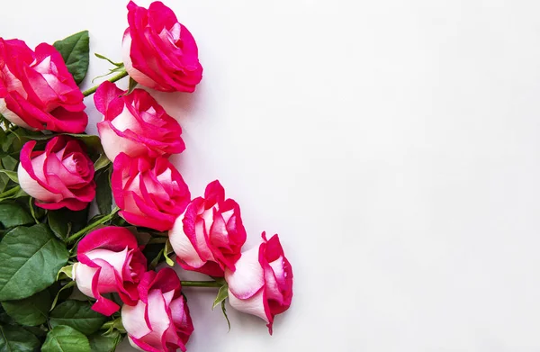 Красные розы на белом фоне — стоковое фото