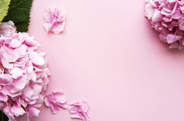 Pembe arkaplanda pembe ortanca çiçekleri