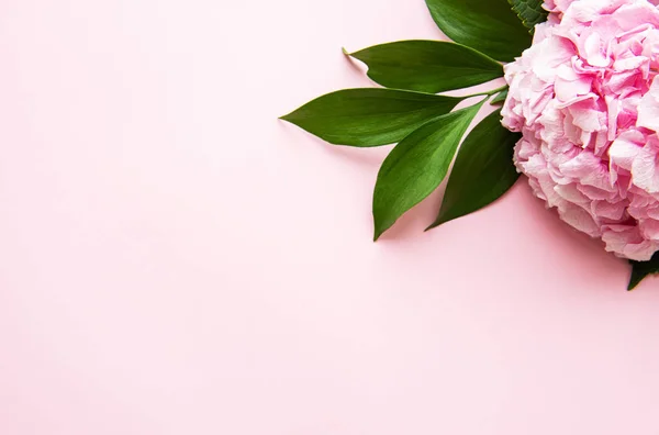 Roze hortensia bloemen op roze achtergrond — Stockfoto