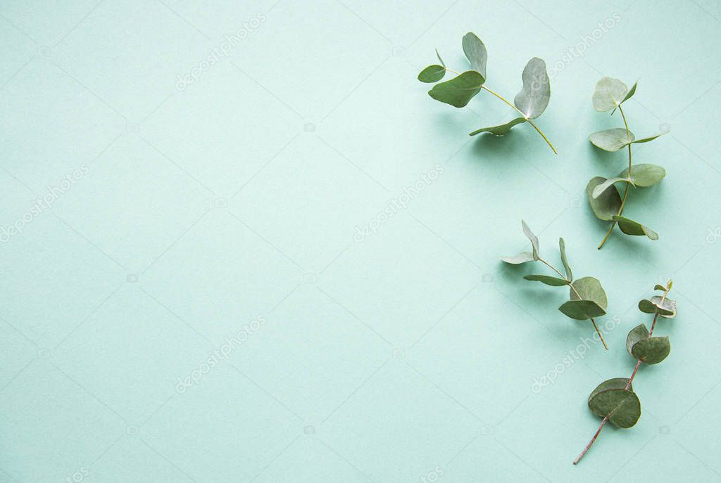 Eucalyptus branches on light green  background