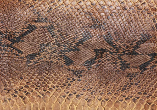 Snake skin pattern Royalty Free Stock Images