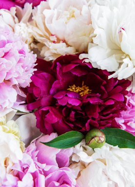 Bir arka plan olarak şakayık çiçekler