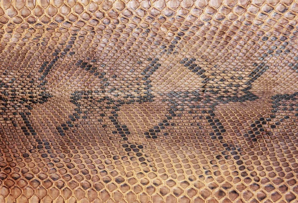 Snake skin pattern Stock Photo