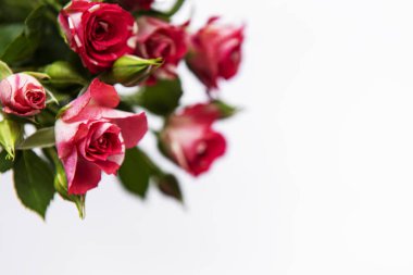 beyaz zemin üzerine kırmızı gül buketi