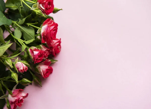 Rosas Rojas Sobre Fondo Rosa Pastel — Foto de Stock