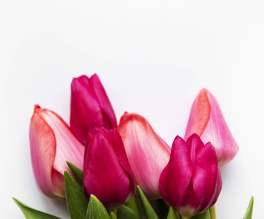 Beyaz arka planda izole edilmiş güzel laleler.