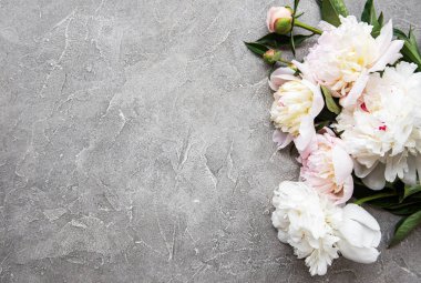 Gri beton arka planda pembe şakayık ile arka plan