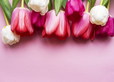 Pembe pastel arka planda güzel laleler.