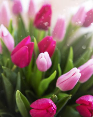 Güzel pembe laleler, doğal bir bahar çiçeği gibi.