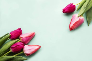 Pastel yeşil arka planda güzel laleler.